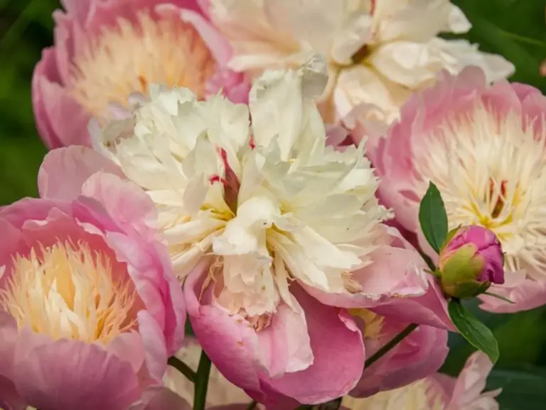 natural blooming rose bush summer healthy flowers germany garden