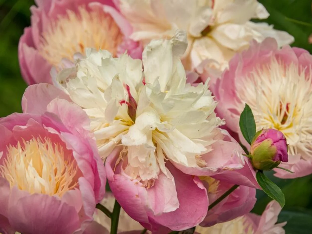 natural blooming rose bush summer healthy flowers germany garden