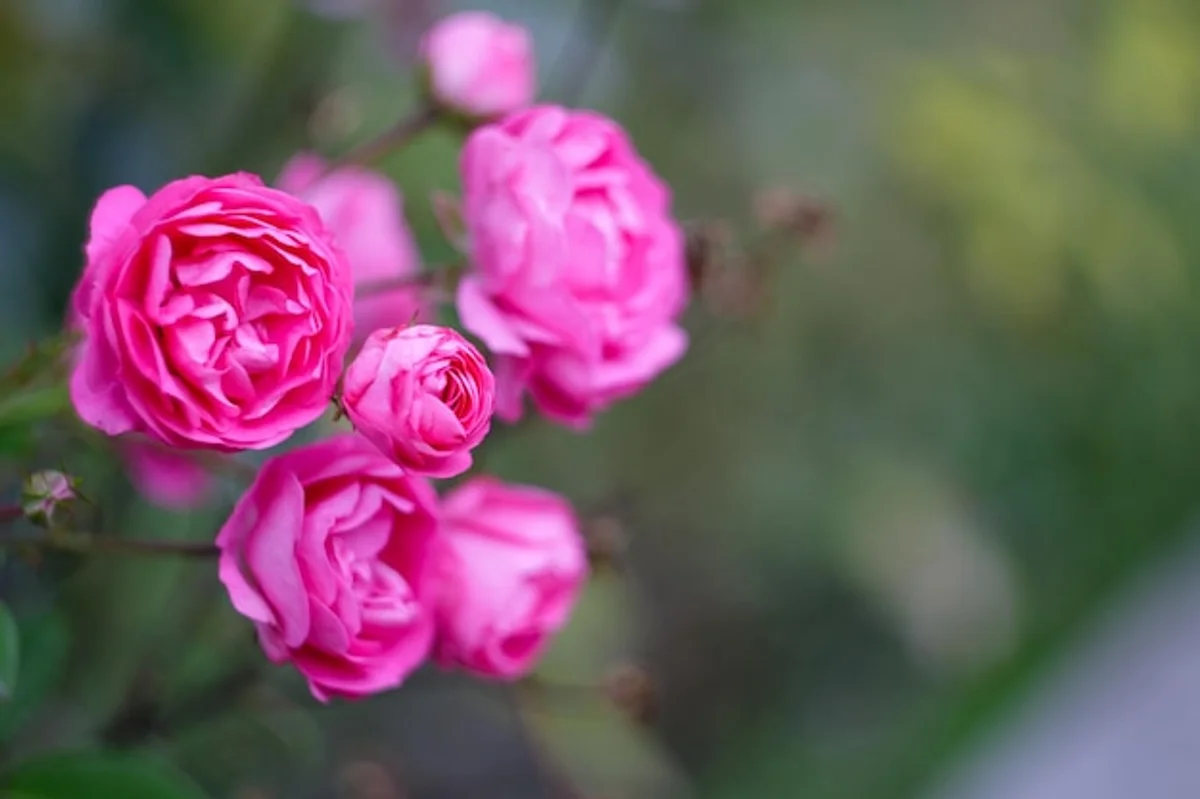 close up natural rose bush blooming summer garden germany