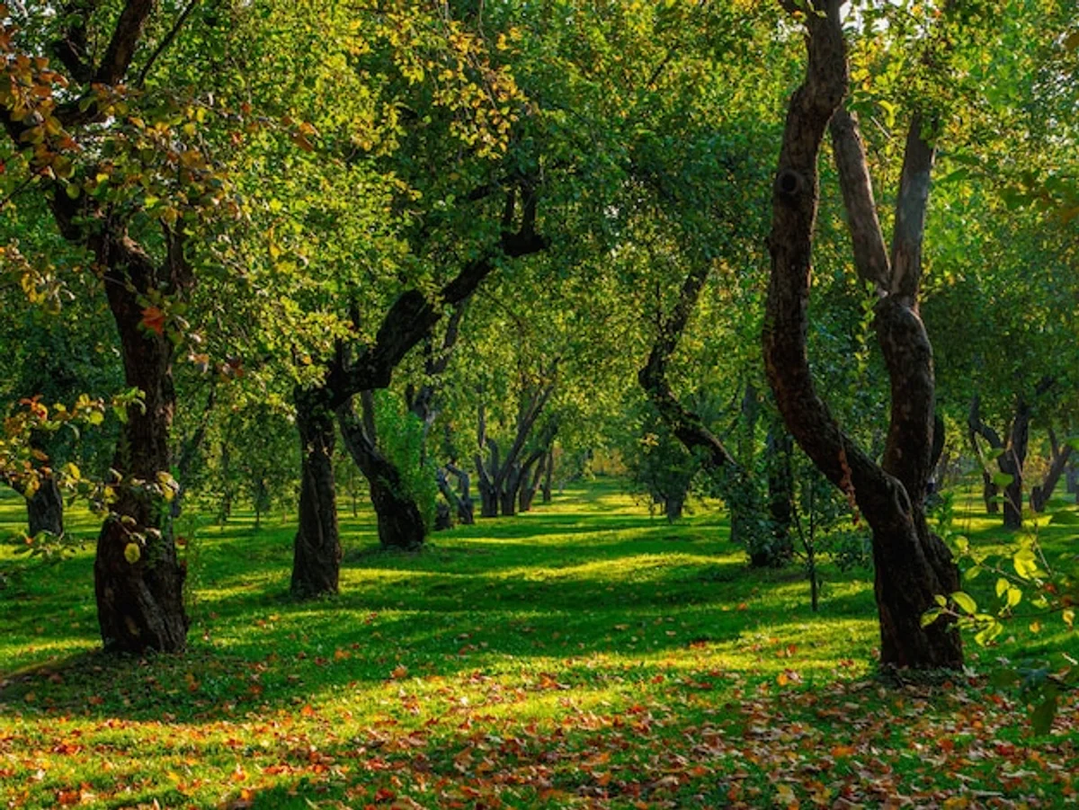 lush natural lawn with dew in a German garden