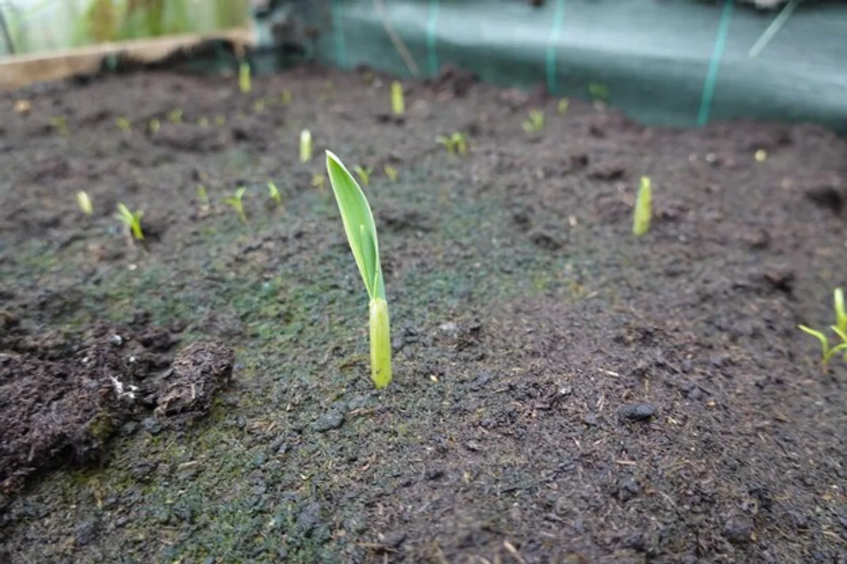 garlic in vegetable seedlings garden