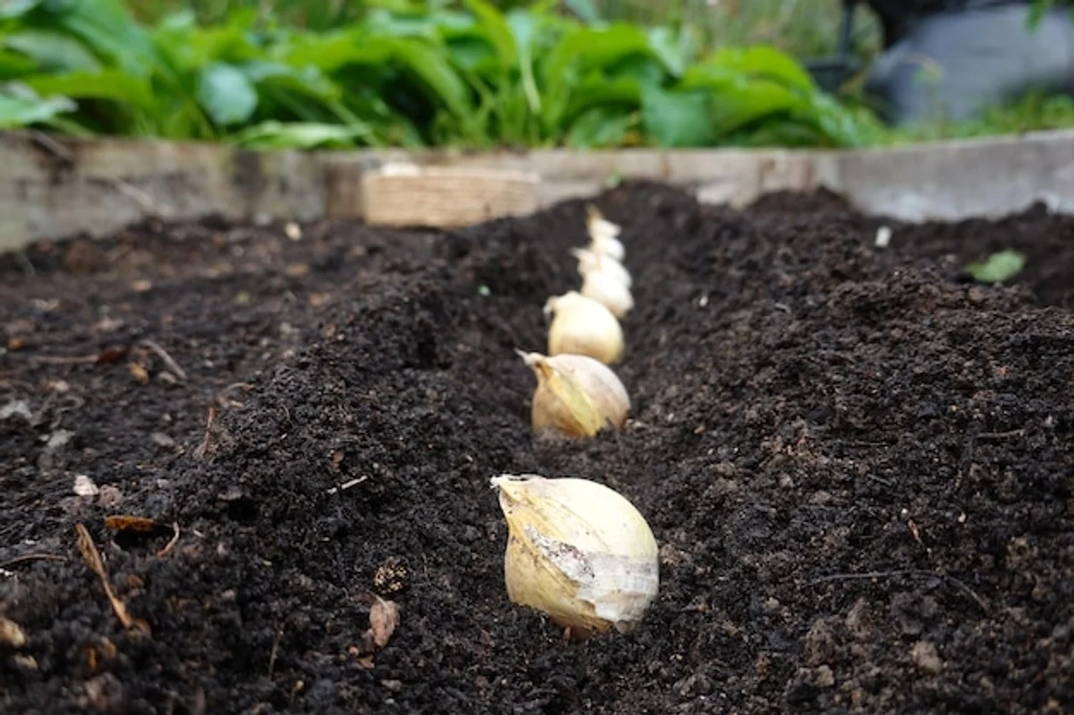 garlic cloves in vegetable seedlings garden close up