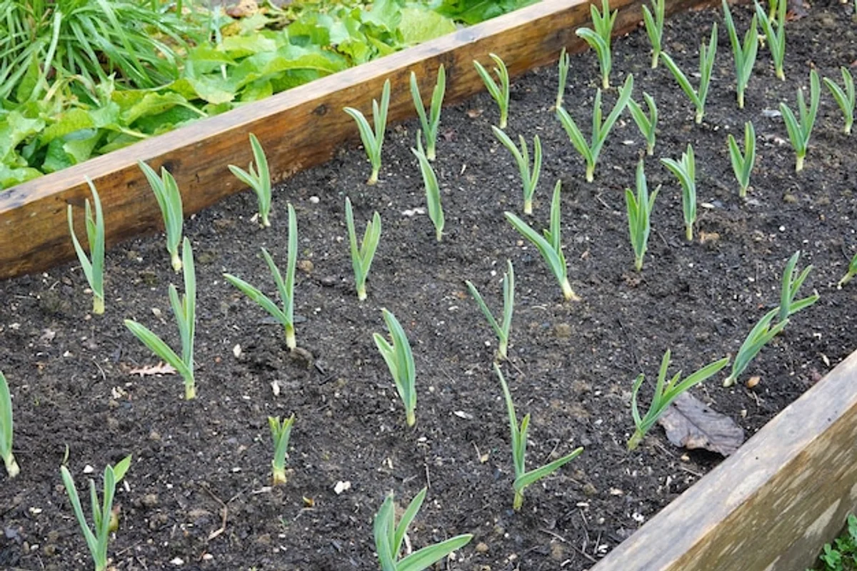 planting garlic around tomato seedlings