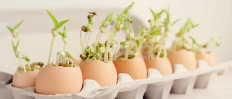 seeds sprouting in eggshells eco friendly gardening indoor close up