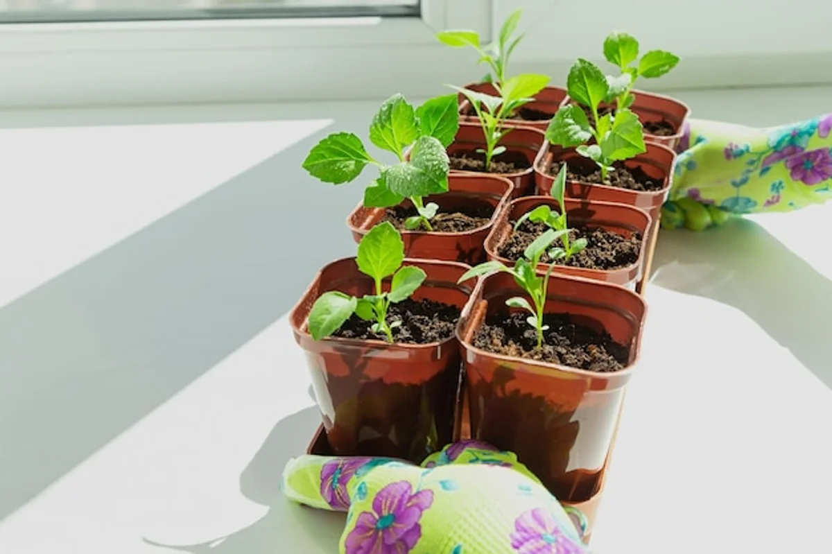 sowing seeds in eggshells close up windowsill spring indoor gardening