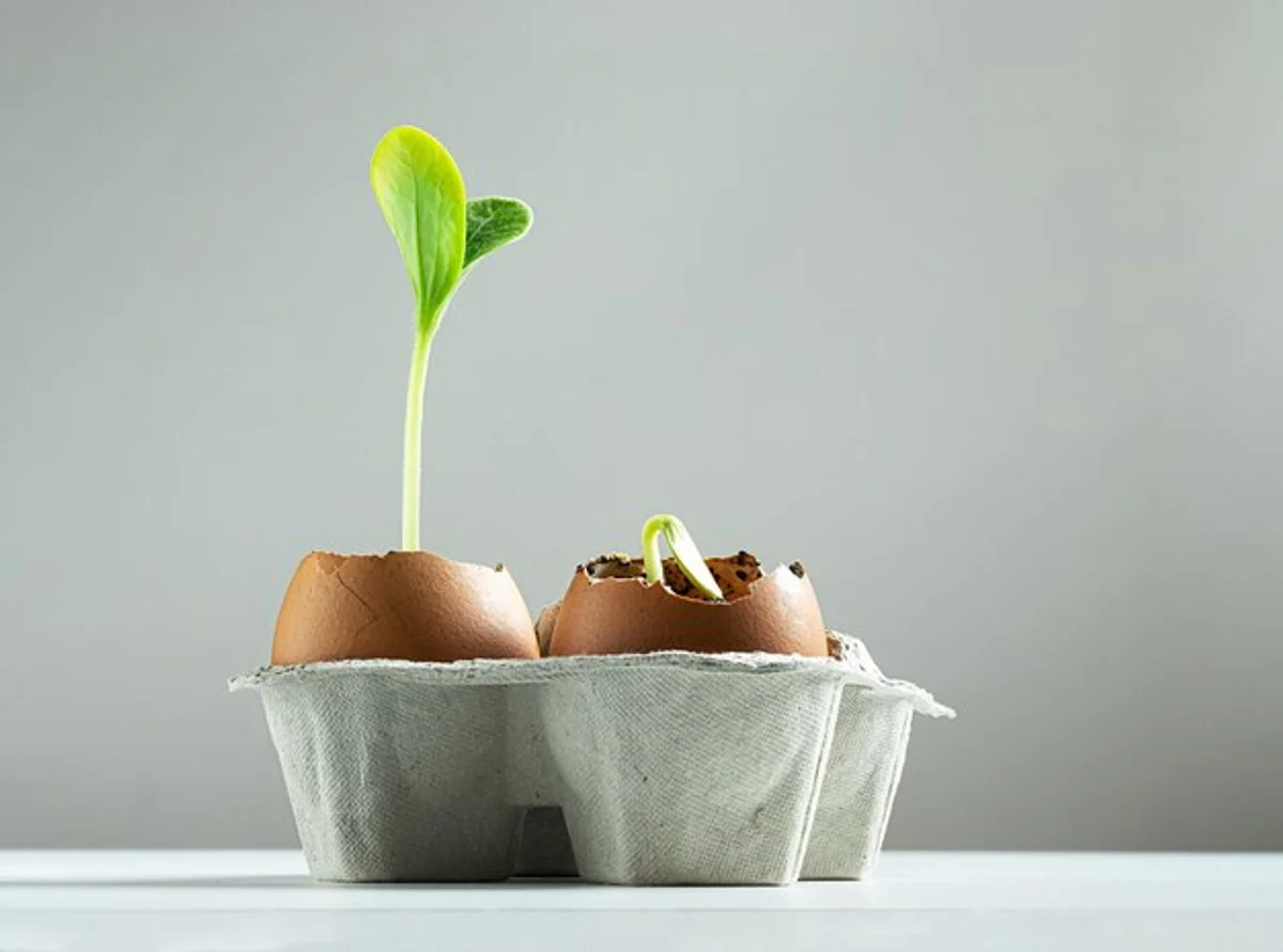 seedlings growing in eggshells with green leaves eco friendly gardening concept