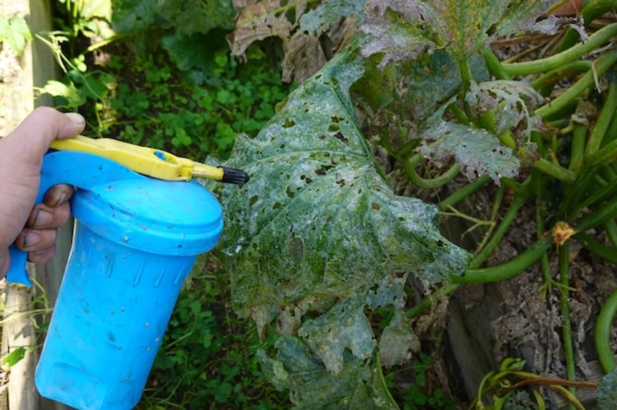 zucchini plant pests protected garden organic