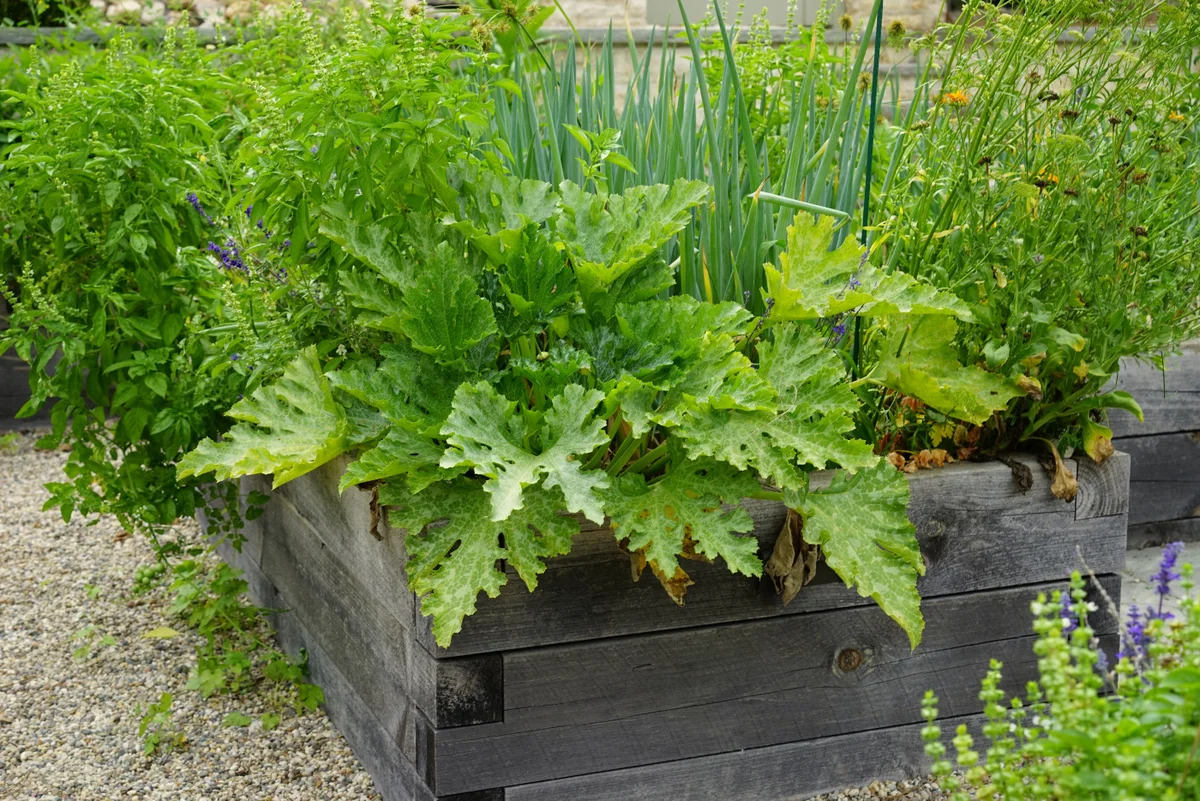 companion planting zucchini marigold ladybugs natural protection