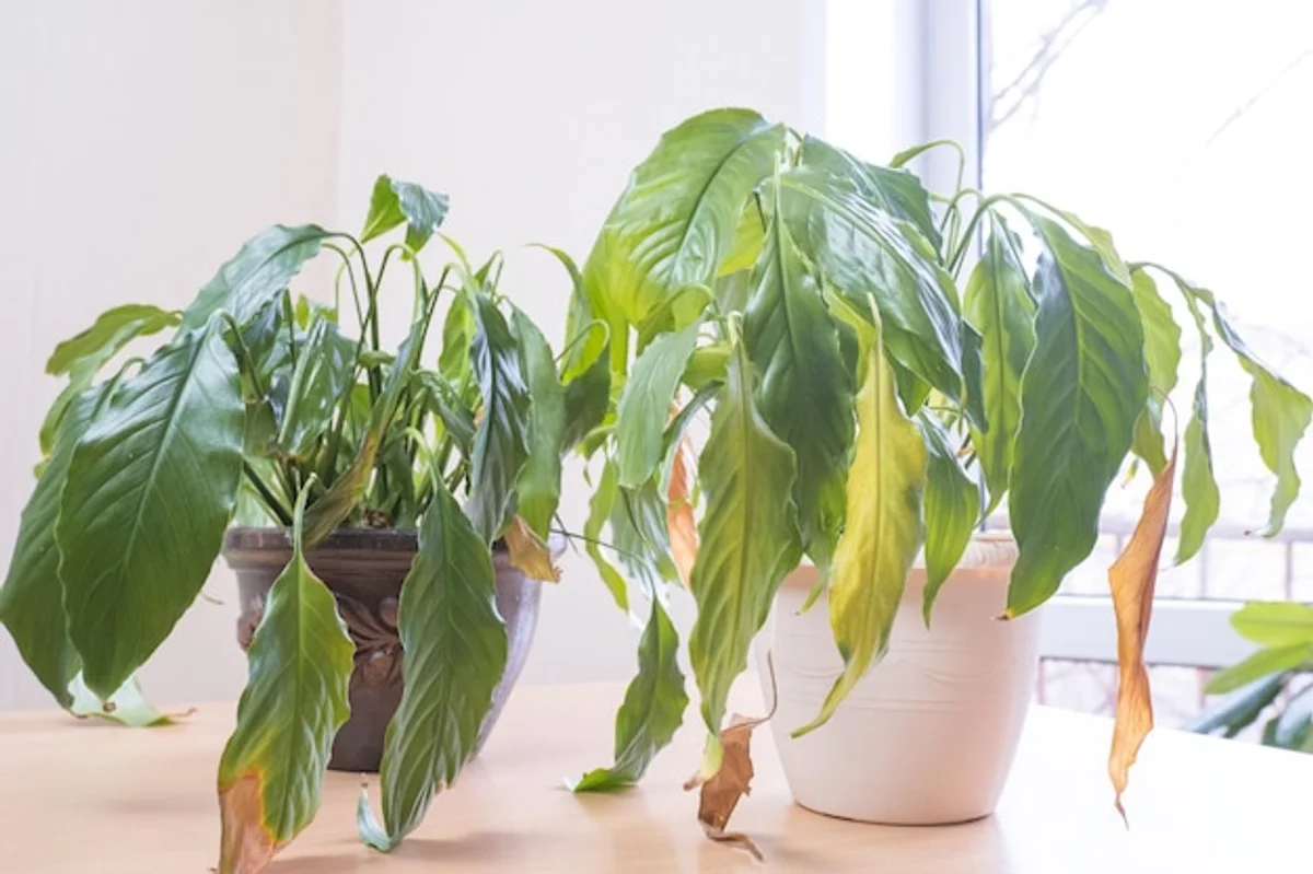 overwatered houseplants dying