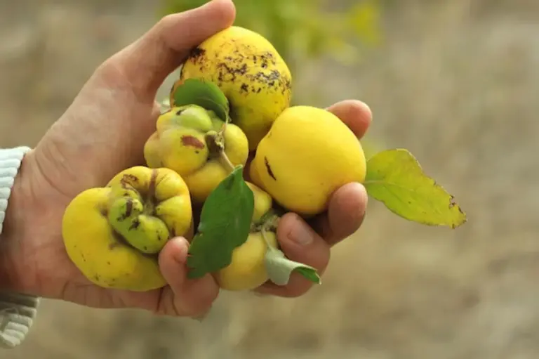 sustainable fruit tree planting backyard germany