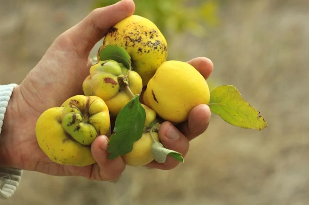 sustainable fruit tree planting backyard germany