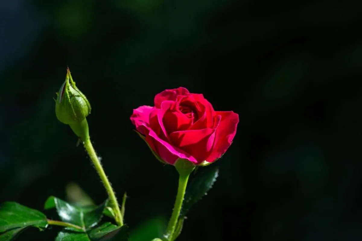 rose blossom garden sunny close-up