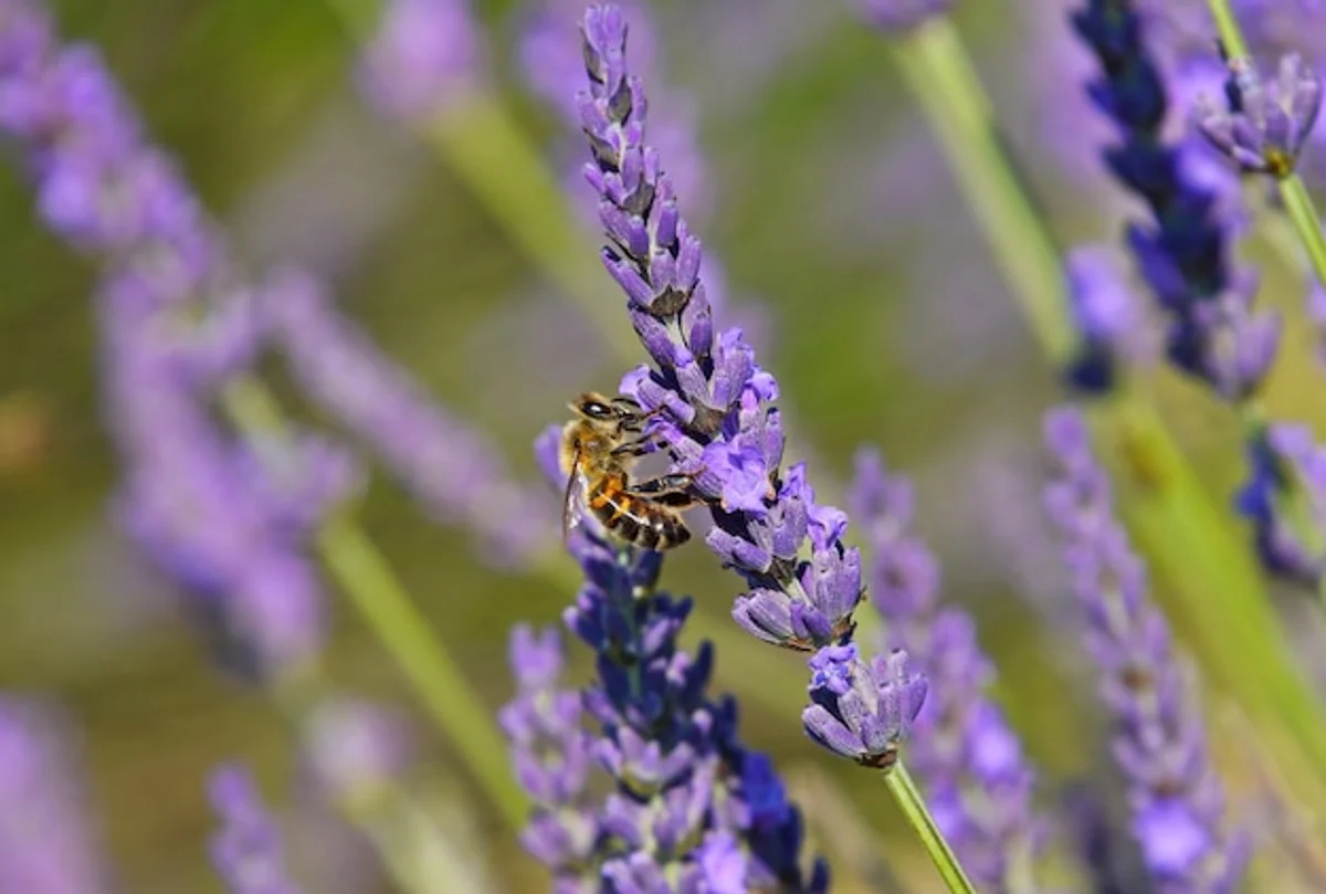 lavender blooming field summer bees close-up