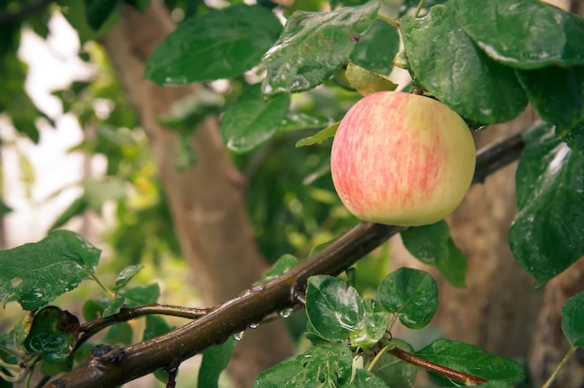 apple tree with ripe apples easy harvesting
