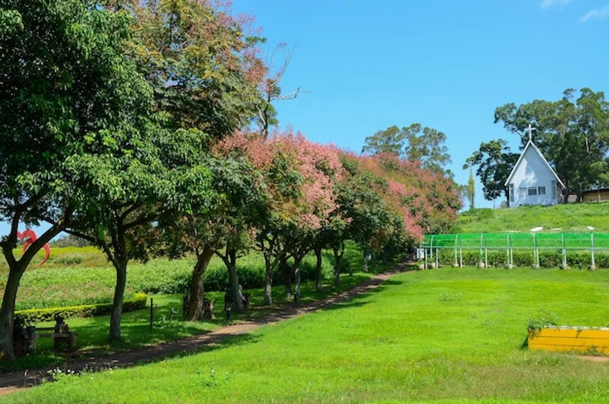 apple tree semi shade germany garden sunlight