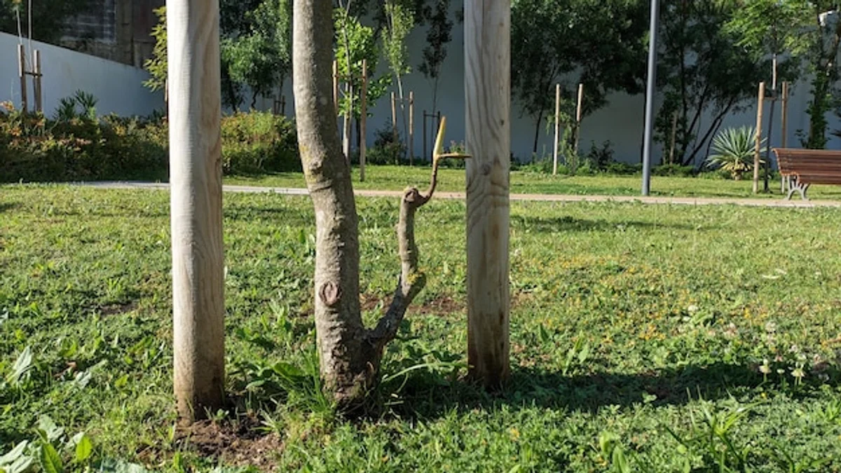 apple tree location german garden sunny semi shade