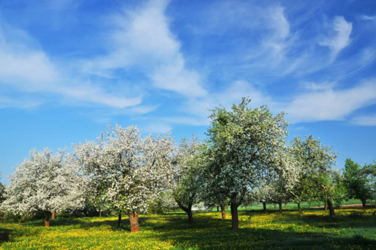 apfelbaum halbschatten sonniger standort deutschland