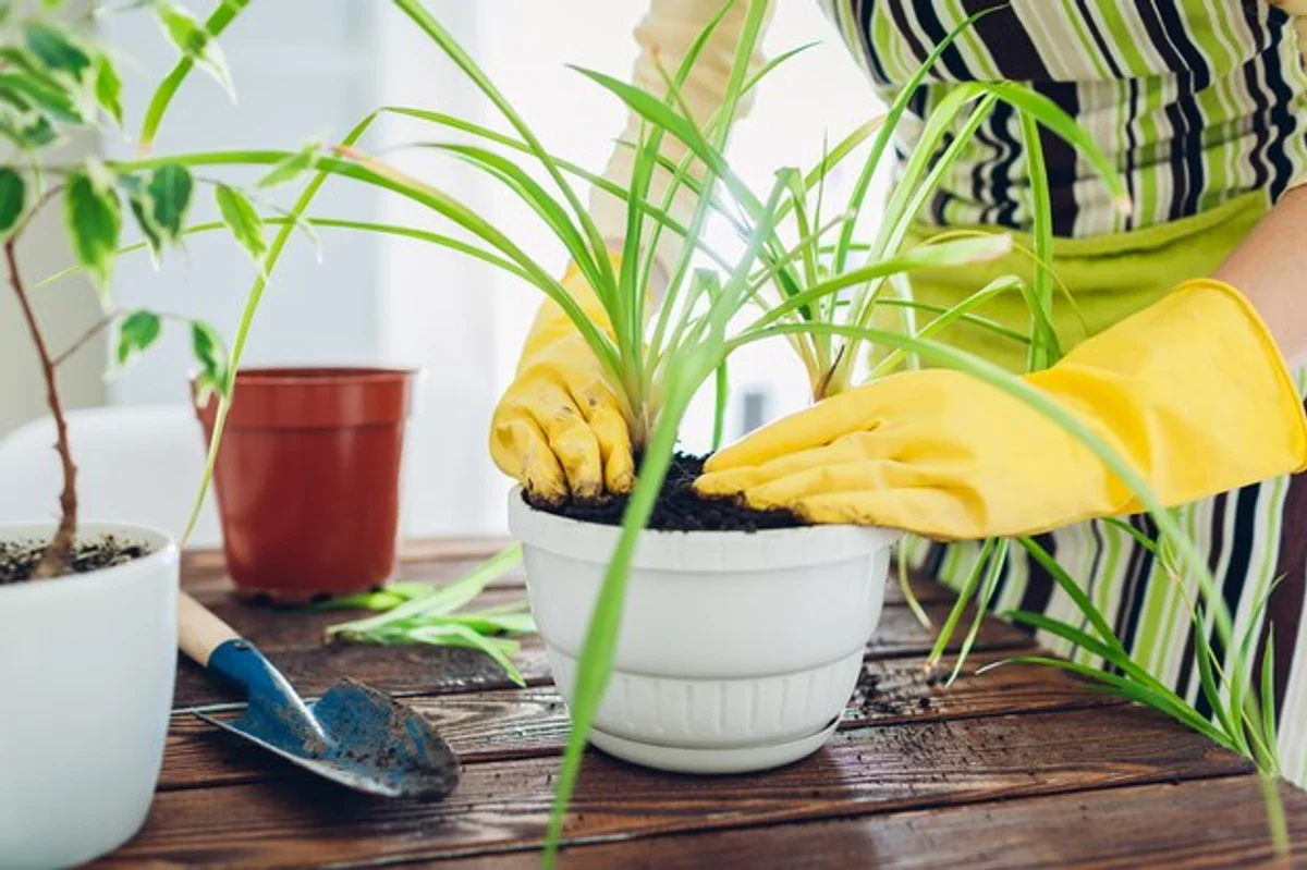 woman using kitchen spoon to plant seedlings in garden