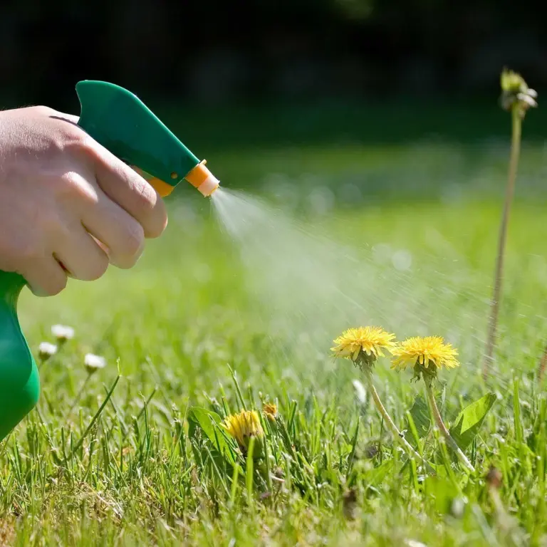 vinegar spray on dandelions lawn closeup