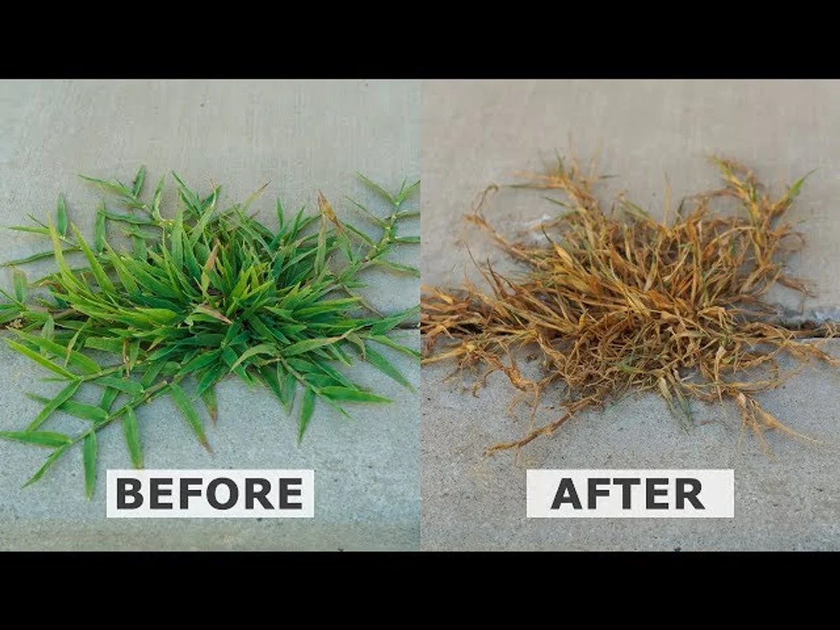 weeds killed by vinegar on green grass macro