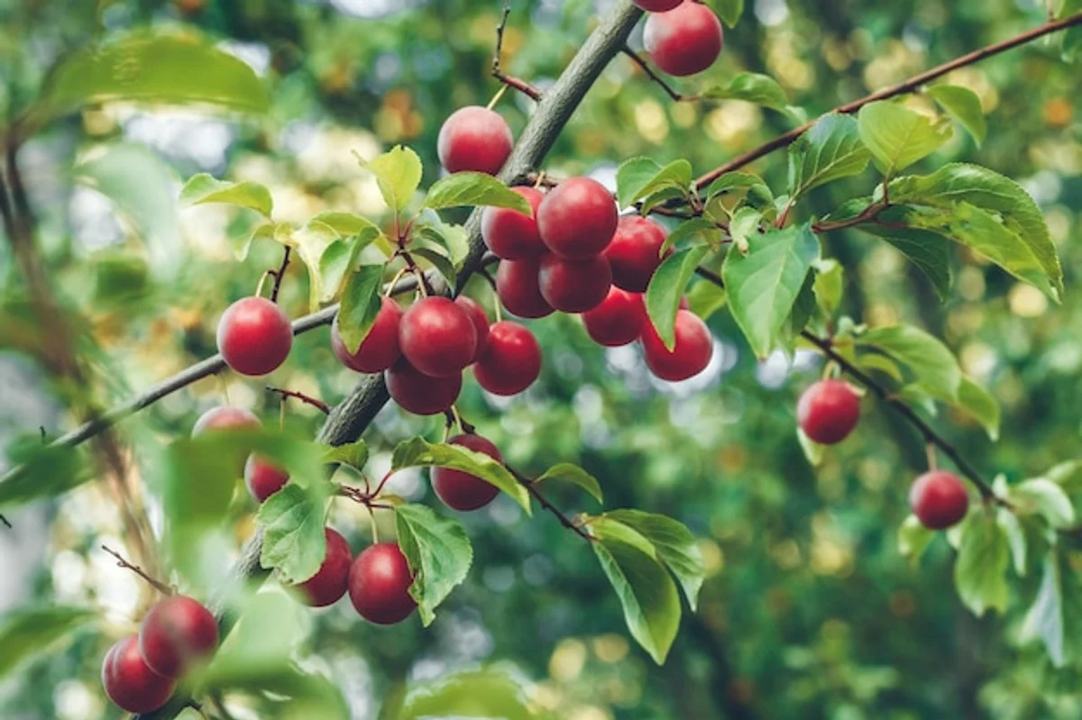 cherry and plum trees in typical german garden sunny
