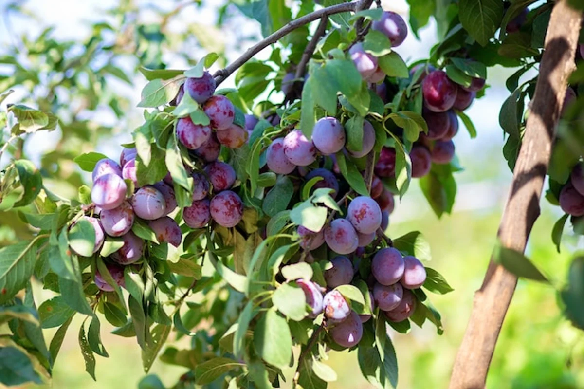 plum tree with ripe fruits in german garden
