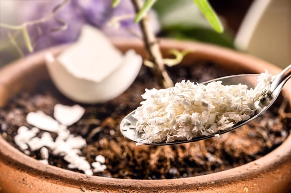 garden vegetables with eggshell organic fertilizer