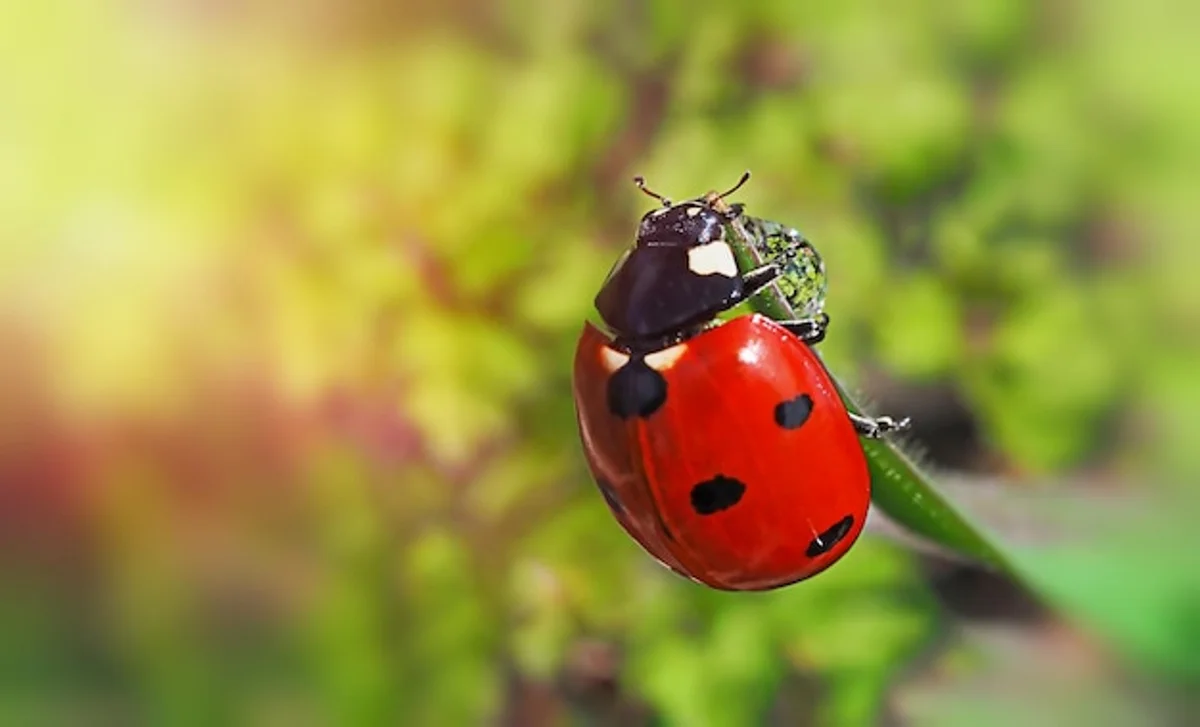 ladybug garden nature macro photography