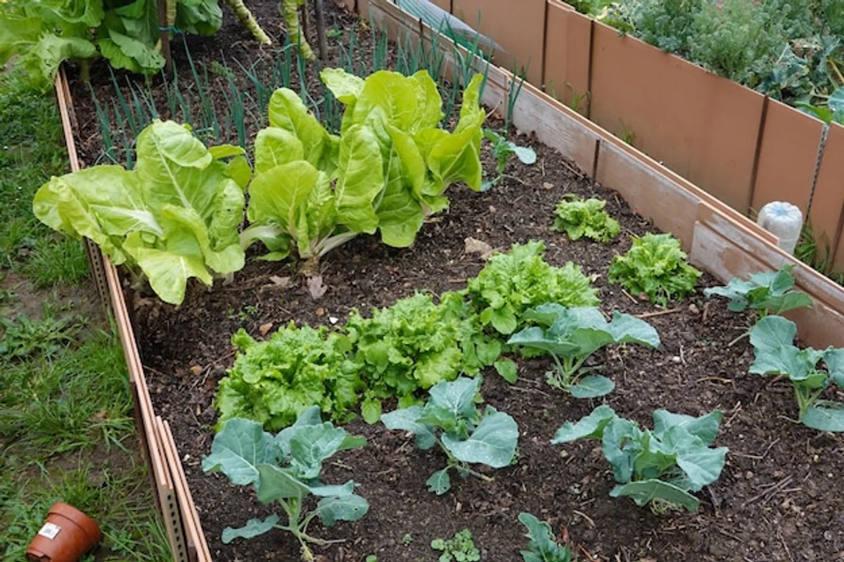 companion planting mixed vegetable bed