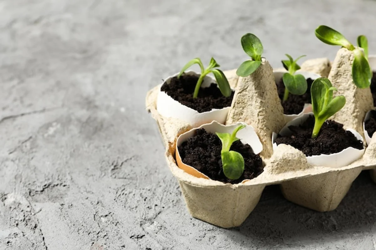 egg carton seedling starter closeup