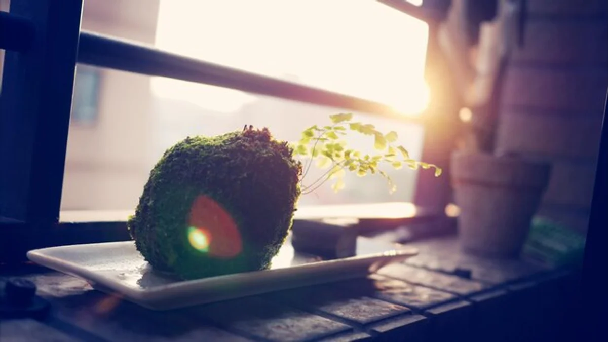 egg cartons seedling startup windowsill