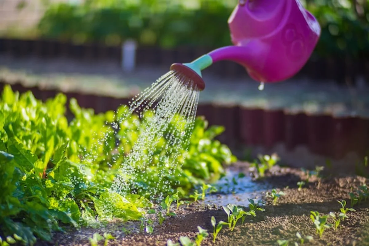 summer lawn proper watering Germany