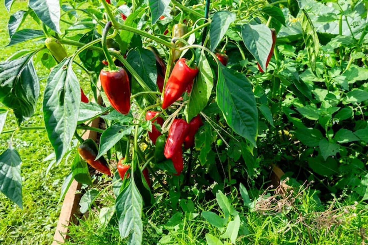 sun protection for bell pepper plants