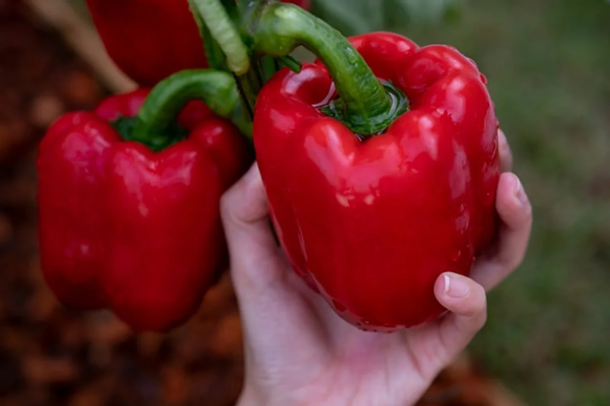 sunburned bell pepper plant in garden