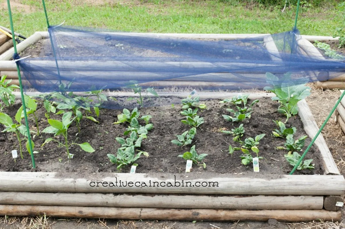 homemade shade net over pepper plants in German garden