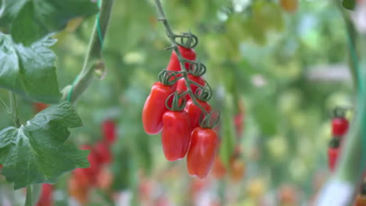 organic tomatoes growing in home garden, German backyard