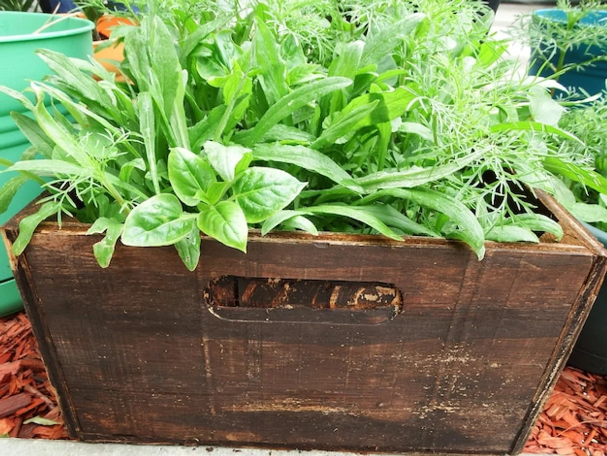 companion planting tomatoes basil marigold closeup