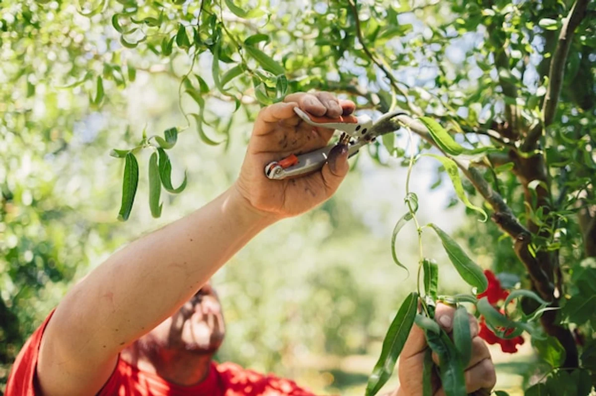 senior maintaining fruit tree in garden spring pruning