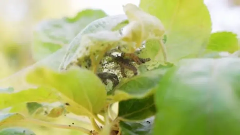 close up aphids infestation plant summer garden vibrant