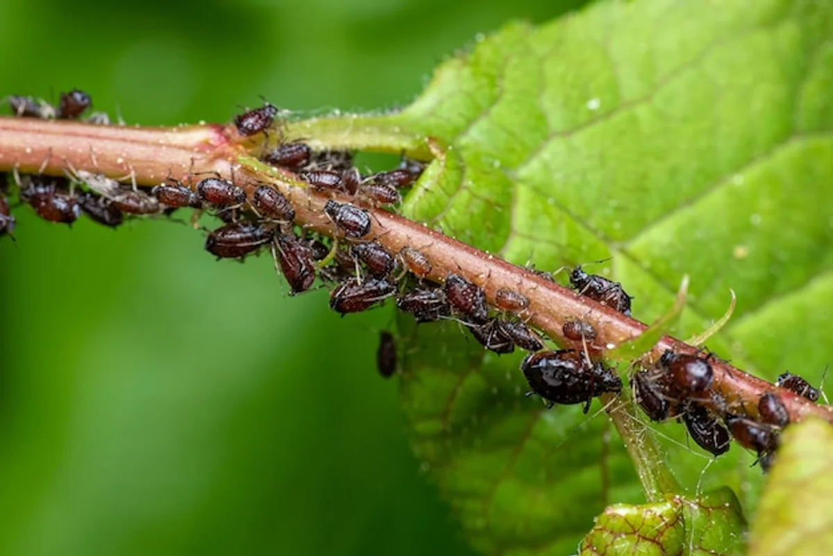 close up aphids on plant