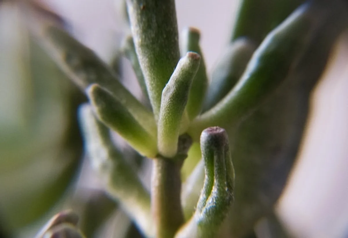 aphids on rose stem with gardening spray bottle
