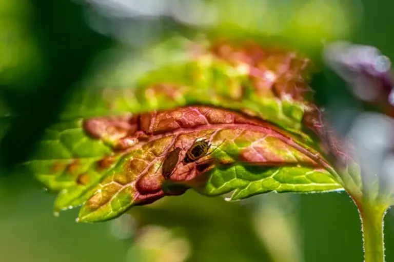 watering plants close-up aphid prevention garden