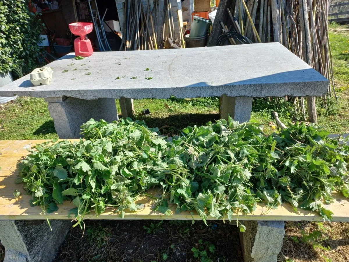 making nettle fertilizer natural pesticide garden Germany