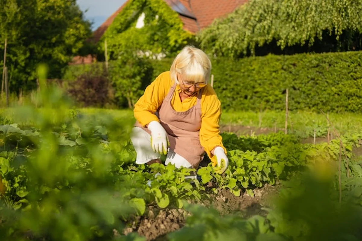 elderly gardening high raised bed radishes