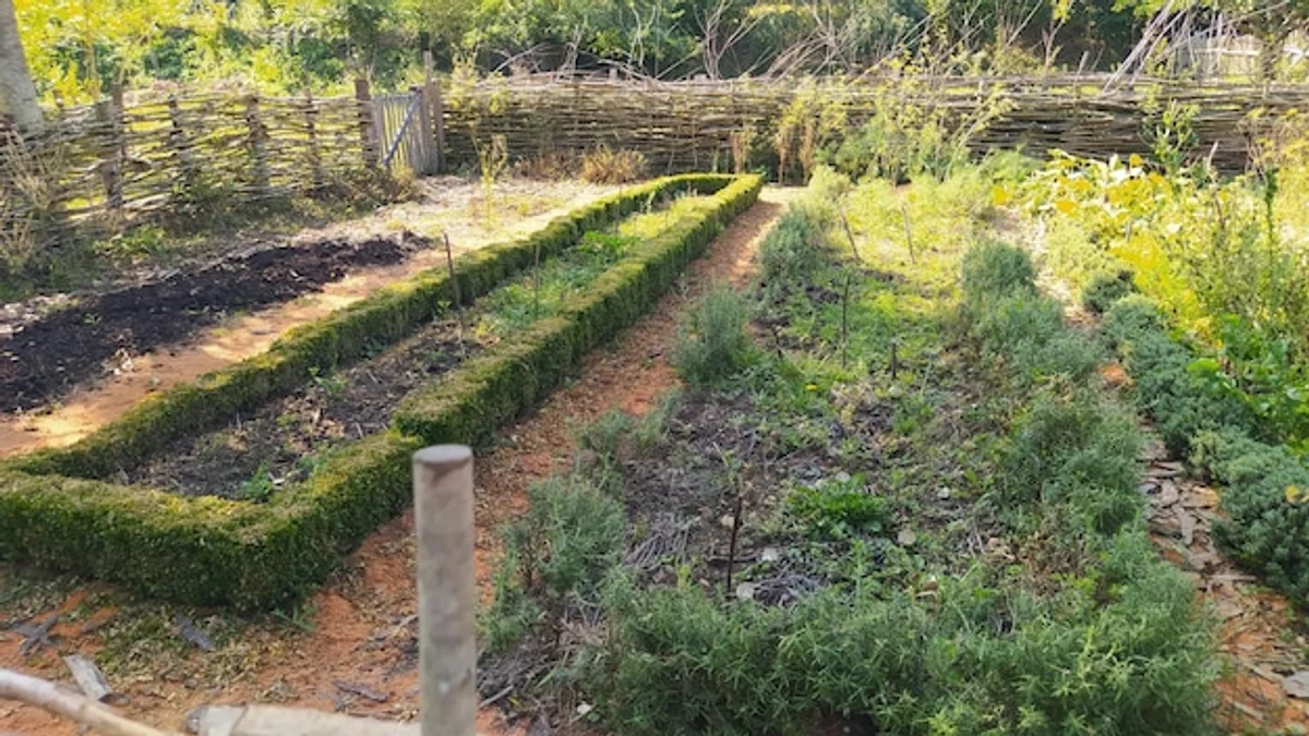 elderly gardening high raised bed radishes