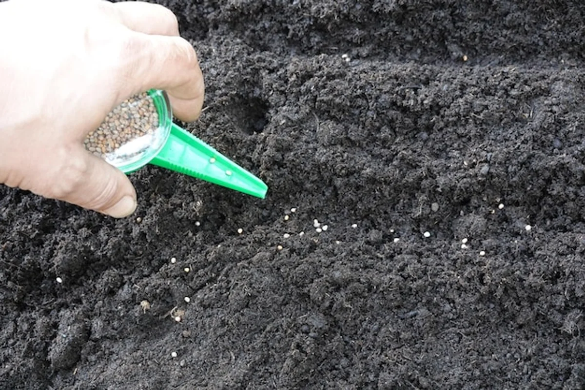 hands sowing radish seeds in raised bed