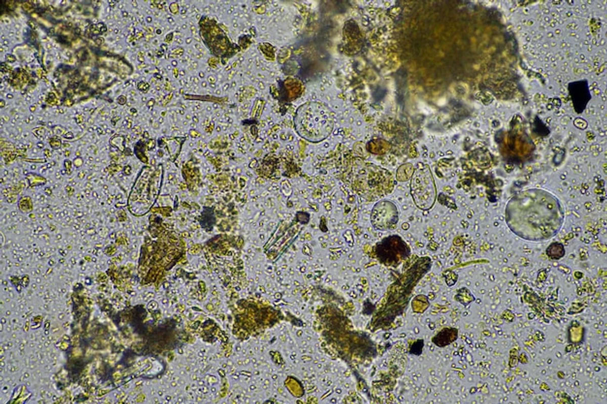 compost worms close up natural soil Germany