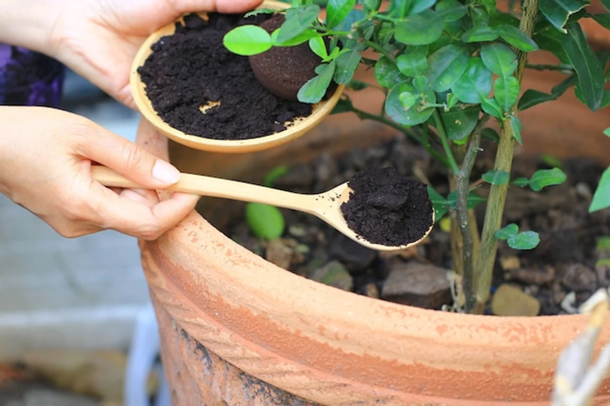 indoor plants with coffee grounds soil fertilizer