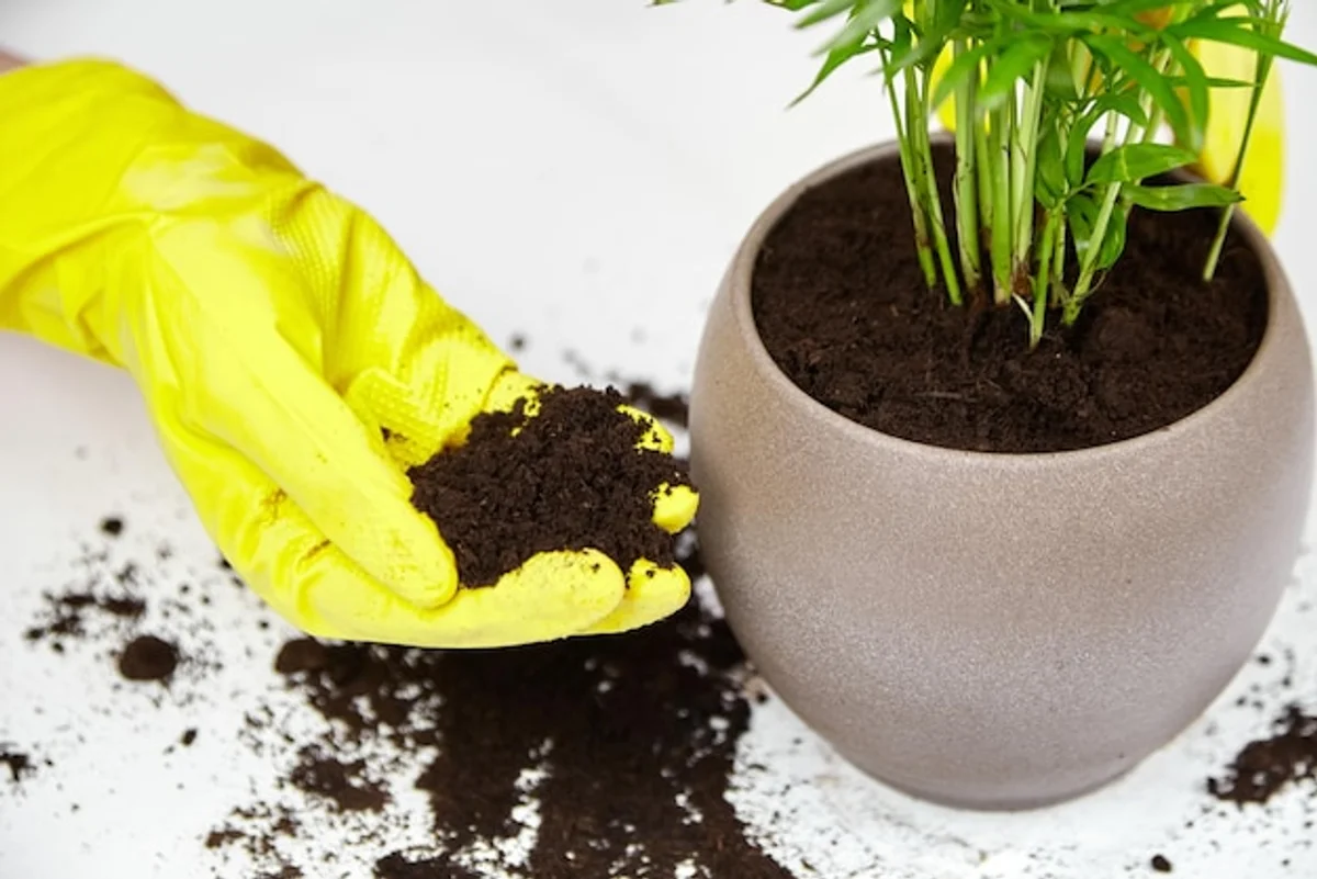 homemade organic indoor plant fertilizer with coffee grounds