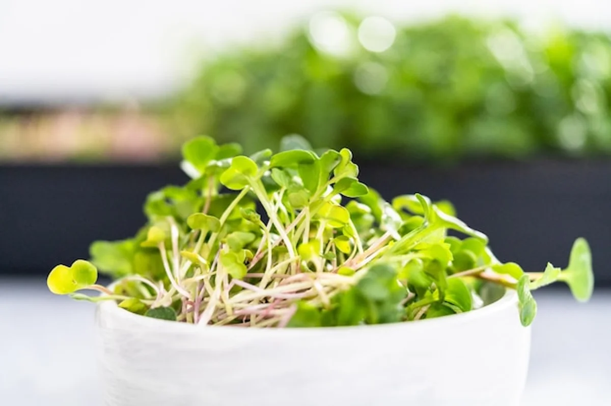 homegrown sprouts kitchen natural light